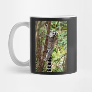 Ring Tailed Lemur Mug